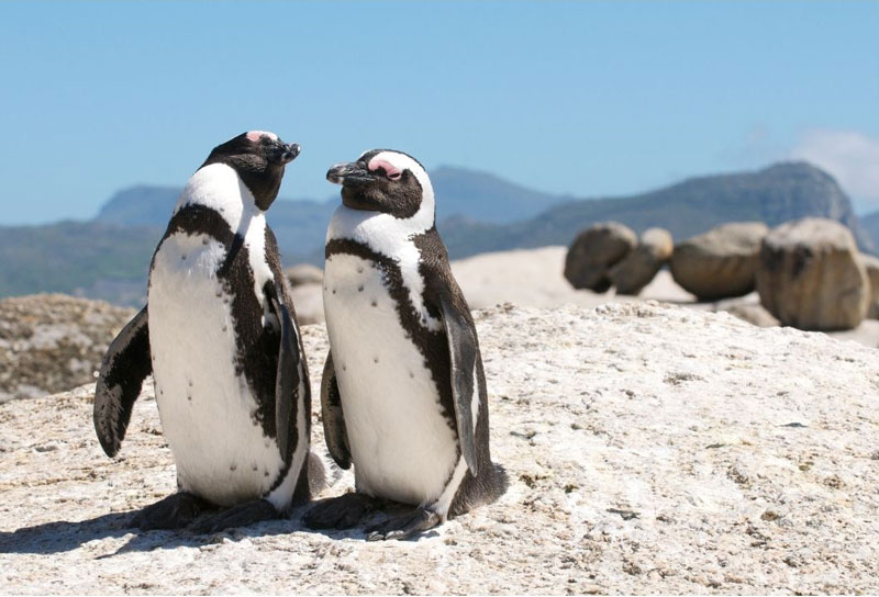 africa-do-sul-mojo-safaris-7
