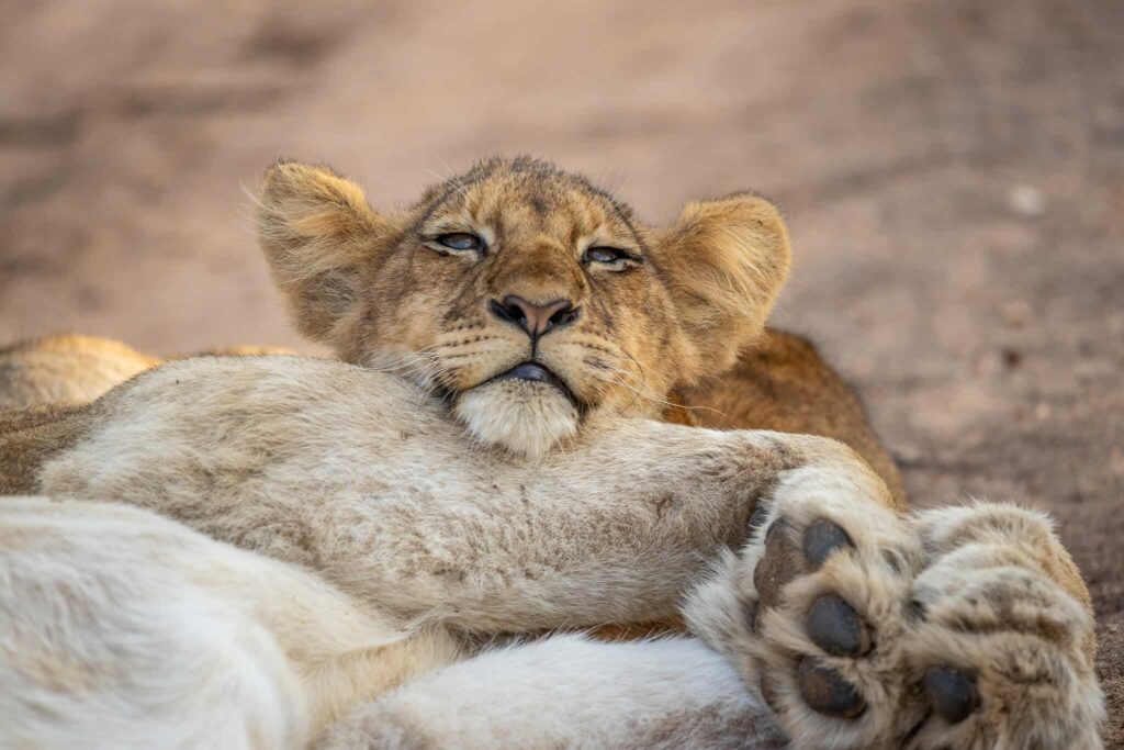 Filhote de leão com o bando em reserva privada perto do Kruger
